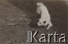 1930-1940, miejsce nieznane, Polska.
Pies.
Fot. NN, kolekcja rodziny Walińskich, zbiory Fundacji Ośrodka KARTA