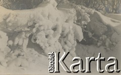 1930-1940, miejsce nieznane, Polska.
Zima. Drzewa pokryte śniegiem.
Fot. NN, kolekcja rodziny Walińskich, zbiory Fundacji Ośrodka KARTA