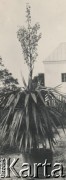 1930-1940, miejsce nieznane, Polska.
Juka w doniczce.
Fot. NN, kolekcja rodziny Walińskich, zbiory Fundacji Ośrodka KARTA