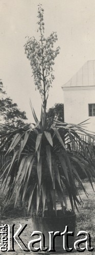 1930-1940, miejsce nieznane, Polska.
Juka w doniczce.
Fot. NN, kolekcja rodziny Walińskich, zbiory Fundacji Ośrodka KARTA