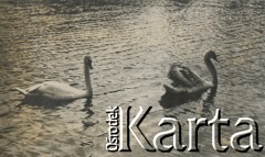 1930-1940, Jarantów, Polska.
Łabędzie na stawie. W oddali widać dwór.
Fot. NN, kolekcja rodziny Walińskich, zbiory Fundacji Ośrodka KARTA