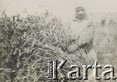 1930-1940, miejsce nieznane, Polska.
Żniwa. Kobieta z pszenicą.
Fot. NN, kolekcja rodziny Walińskich, zbiory Fundacji Ośrodka KARTA