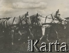 1930-1940, miejsce nieznane, Polska.
Orka. Konie.
Fot. NN, kolekcja rodziny Walińskich, zbiory Fundacji Ośrodka KARTA