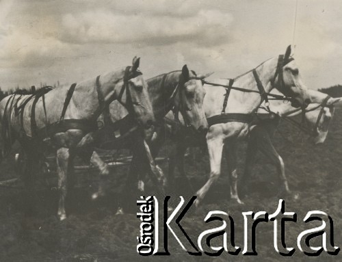 1930-1940, miejsce nieznane, Polska.
Orka. Konie.
Fot. NN, kolekcja rodziny Walińskich, zbiory Fundacji Ośrodka KARTA