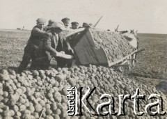 1930-1940, miejsce nieznane, Polska.
Wykopki. Mężczyźni wysypują ziemniaki z wozu.
Fot. NN, kolekcja rodziny Walińskich, zbiory Fundacji Ośrodka KARTA