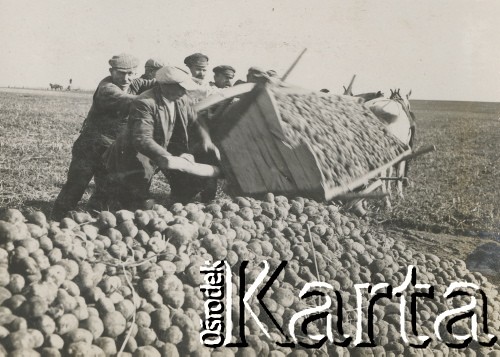 1930-1940, miejsce nieznane, Polska.
Wykopki. Mężczyźni wysypują ziemniaki z wozu.
Fot. NN, kolekcja rodziny Walińskich, zbiory Fundacji Ośrodka KARTA