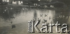 1930-1940, miejsce nieznane, Polska.
Kaczki na jeziorze.
Fot. NN, kolekcja rodziny Walińskich, zbiory Fundacji Ośrodka KARTA