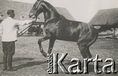 1930-1940, miejsce nieznane, Polska.
Mężczyzna z koniem.
Fot. NN, kolekcja rodziny Walińskich, zbiory Fundacji Ośrodka KARTA