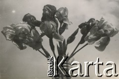 1930-1940, miejsce nieznane, Polska.
Irysy w wazonie.
Fot. NN, kolekcja rodziny Walińskich, zbiory Fundacji Ośrodka KARTA