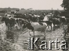 1930-1940, miejsce nieznane, Polska.
Krowy. Stoją w wodzie.
Fot. NN, kolekcja rodziny Walińskich, zbiory Fundacji Ośrodka KARTA