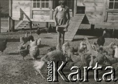 1930-1940, miejsce nieznane, Polska.
Dziewczynka. Stoi między kurami.
Fot. NN, kolekcja rodziny Walińskich, zbiory Fundacji Ośrodka KARTA