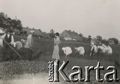 1930-1940, miejsce nieznane, Polska.
Zbieranie plonów.
Fot. NN, kolekcja rodziny Walińskich, zbiory Fundacji Ośrodka KARTA