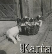 1930-1940, miejsce nieznane, Polska.
Psy.
Fot. NN, kolekcja rodziny Walińskich, zbiory Fundacji Ośrodka KARTA