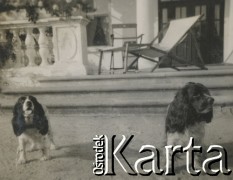 1930-1940, Sokola Góra, Polska.
Psy przed dworem.
Fot. NN, kolekcja rodziny Walińskich, zbiory Fundacji Ośrodka KARTA