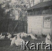 1930-1940, miejsce nieznane, Polska.
Indygi i kury,.
Fot. NN, kolekcja rodziny Walińskich, zbiory Fundacji Ośrodka KARTA