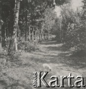 1930-1940, miejsce nieznane, Polska.
Pies na leśnej drodze.
Fot. NN, kolekcja rodziny Walińskich, zbiory Fundacji Ośrodka KARTA