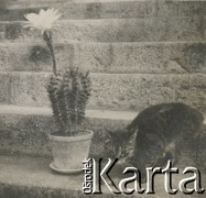 1930-1940, miejsce nieznane, Polska.
Kot na schodach. Obok kaktus.
Fot. NN, kolekcja rodziny Walińskich, zbiory Fundacji Ośrodka KARTA