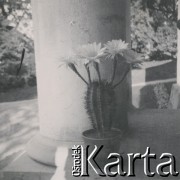 1930-1940, miejsce nieznane, Polska.
Kaktus.
Fot. NN, kolekcja rodziny Walińskich, zbiory Fundacji Ośrodka KARTA