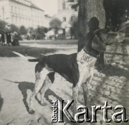 1930-1940, miejsce nieznane, Polska.
Pies podczas spaceru.
Fot. NN, kolekcja rodziny Walińskich, zbiory Fundacji Ośrodka KARTA