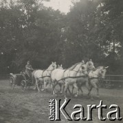 1930-1950, miejsce nieznane, Polska.
Powóz konny. W powozie mężczyzna.
Fot. NN, kolekcja rodziny Walińskich, zbiory Fundacji Ośrodka KARTA