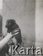 1930-1950, miejsce nieznane, Polska.
Pies. Trzyma go kobieta.
Fot. NN, kolekcja rodziny Walińskich, zbiory Fundacji Ośrodka KARTA