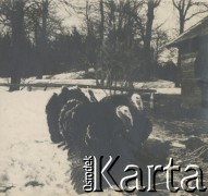 1930-1950, miejsce nieznane, Polska.
Indyki.
Fot. NN, kolekcja rodziny Walińskich, zbiory Fundacji Ośrodka KARTA