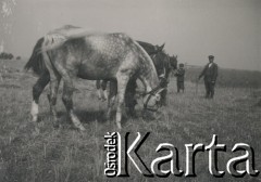 1930-1950, miejsce nieznane, Polska.
Mężczyzna i chłopiec spędzają czas z końmi.
Fot. NN, kolekcja rodziny Walińskich, zbiory Fundacji Ośrodka KARTA