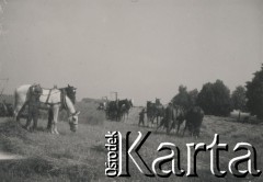 1930-1950, miejsce nieznane, Polska.
Praca z końmi w polu.
Fot. NN, kolekcja rodziny Walińskich, zbiory Fundacji Ośrodka KARTA