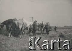 1930-1950, miejsce nieznane, Polska.
Praca z końmi w polu.
Fot. NN, kolekcja rodziny Walińskich, zbiory Fundacji Ośrodka KARTA