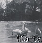 1930-1950, miejsce nieznane, Polska.
Kaczki. W tle budynek.
Fot. NN, kolekcja rodziny Walińskich, zbiory Fundacji Ośrodka KARTA
