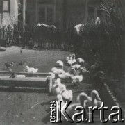 1930-1950, miejsce nieznane, Polska.
Kaczki w zagrodzie.
Fot. NN, kolekcja rodziny Walińskich, zbiory Fundacji Ośrodka KARTA
