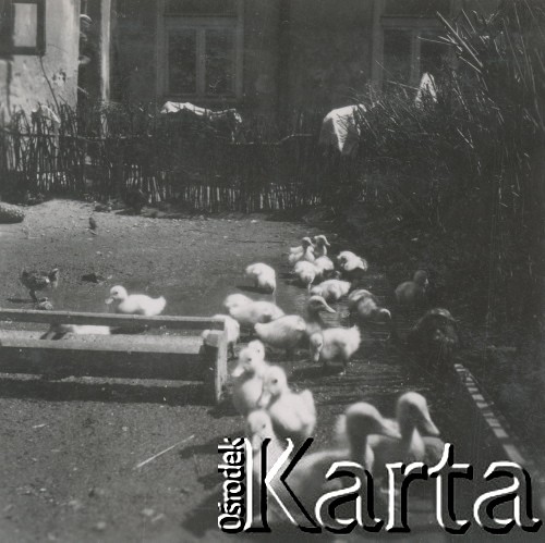 1930-1950, miejsce nieznane, Polska.
Kaczki w zagrodzie.
Fot. NN, kolekcja rodziny Walińskich, zbiory Fundacji Ośrodka KARTA