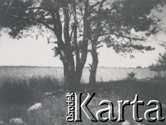 1930-1950, miejsce nieznane, Polska.
Drzewo.
Fot. NN, kolekcja rodziny Walińskich, zbiory Fundacji Ośrodka KARTA