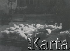 1930-1950, miejsce nieznane, Polska.
Kaczki.
Fot. NN, kolekcja rodziny Walińskich, zbiory Fundacji Ośrodka KARTA