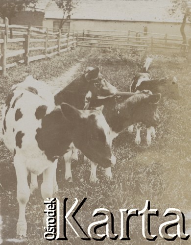 1910-1920, miejsce nieznane, Polska.
Krowy w zagrodzie.
Fot. NN, kolekcja rodziny Walińskich, zbiory Fundacji Ośrodka KARTA