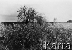 Ok. 1956, Workuta, Komi ASRR, ZSRR.
Tundra w okolicach Workuty.
Fot. NN, zbiory Ośrodka KARTA, udostępnił Leopold Swadowski