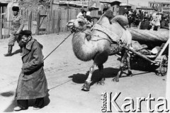 1955, Dżezkazgan, Karagandyjska obł., Kazachska SRR, ZSRR.
Ulica miasta, zdjęcie z 1955 lub 1956 roku. Mężczyzna prowadzi wielbłąda ciągnącego wózek.
Fot. NN, zbiory Ośrodka KARTA, udostępnił  Eugeniusz Nadziejko