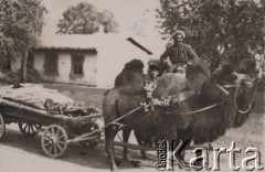 1956, Kazachstan, ZSRR
Wielbłądy w zaprzęgu.
Fot. NN, zbiory Ośrodka KARTA, udostępniła Joanna Januszczak.

