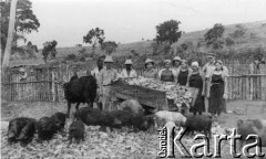 1944, Koja, Uganda, Afryka Wschodnia.
Gospodarstwo rolne w osiedlu Koja - zagroda dla świń.
Fot. NN, zbiory Ośrodka KARTA, udostępniła Maria Wierzchowska