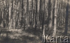 Przed 1939, Wołyńskie woj., Polska.
Lasy na Wołyniu.
Fot. NN, zbiory Ośrodka KARTA, kolekcję Eugeniusza Wilczyńskiego udostępniła Marta Simon.
 
