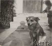 Lato 1942, Kiszyniów, Rumunia.
Pies.
Fot. NN, zbiory Ośrodka KARTA, udostępnił Tadeusz Gaydamowicz.