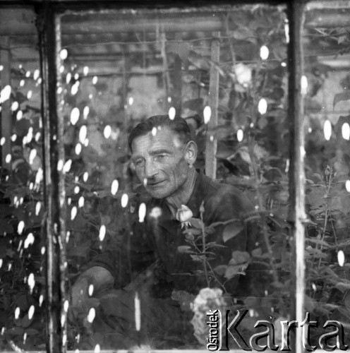 Lata 60., Polska.
Mężczyzna w szklarni.
Fot. Irena Jarosińska, zbiory Ośrodka KARTA