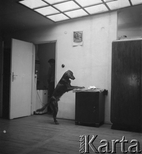 lata 60-te, Warszawa, Polska
Pies w pracowni Ireny Jarosińskiej
Fot. Irena Jarosińska, zbiory Ośrodka KARTA
