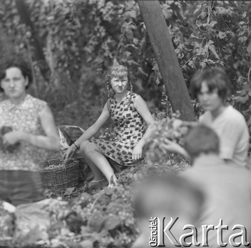 1968, Polska.
Zbiór chmielu, praca przy selekcji szyszek chmielowych.
Fot. Irena Jarosińska, zbiory Ośrodka KARTA