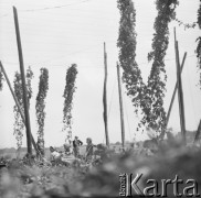 1968, Polska.
Plantacja chmielu. Na pierwszym planie pnącza, w tle ludzie pracujący przy żniwach. 
Fot. Irena Jarosińska, zbiory Ośrodka KARTA