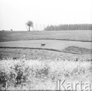 1968, Polska.
Pastwisko i plantacja chmielu.
Fot. Irena Jarosińska, zbiory Ośrodka KARTA