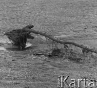 1977, Wiązowna, Polska
Konar drzewa przy brzegu rzeki
Fot. Irena Jarosińska, zbiory Ośrodka KARTA