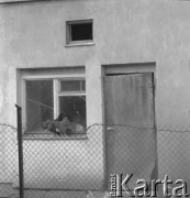 1977, Wiązowna, Polska
Kury w oknie domu
Fot. Irena Jarosińska, zbiory Ośrodka KARTA