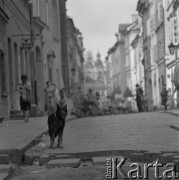 1977, Warszawa, Polska
Pies na jednej z ulic Starego Miasta.
Fot. Irena Jarosińska, zbiory Ośrodka KARTA