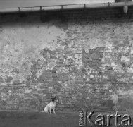 lata 70-te, Annopol, Warszawa, Polska
Pies przy murze
Fot. Irena Jarosińska, zbiory Ośrodka KARTA